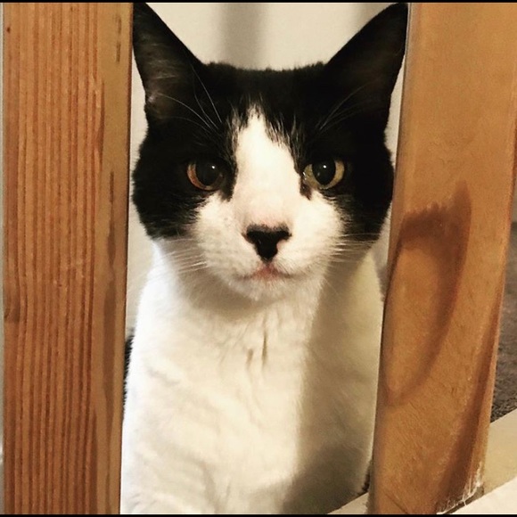 Meet your Posher, Nancy - Picture 7 of 8